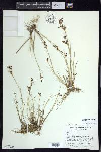 Juncus articulatus image