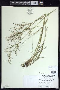 Juncus articulatus image