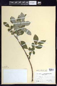 Salix humilis var. keweenawensis image