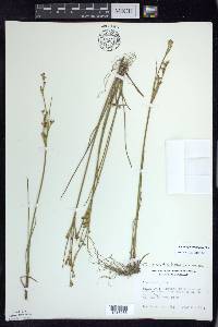 Juncus alpinoarticulatus image