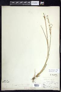 Juncus alpinoarticulatus image