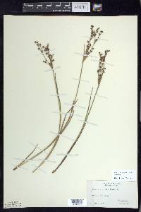 Juncus articulatus image