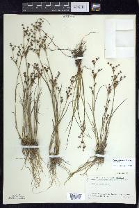 Juncus articulatus image