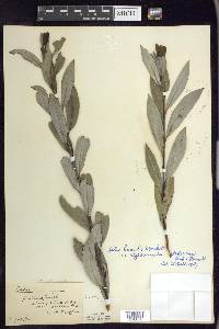 Salix humilis var. rigidiuscula image