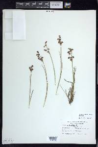 Juncus articulatus image