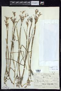 Juncus articulatus image