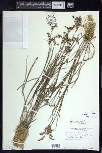 Juncus articulatus image