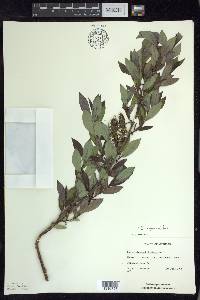 Salix myricoides image