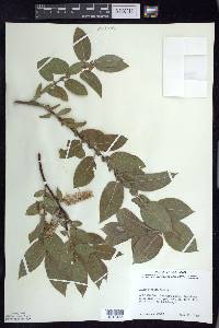 Salix cordata image