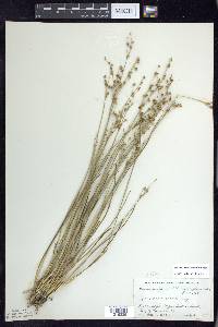 Juncus alpinoarticulatus image