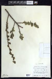 Salix myricoides image