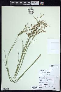 Juncus articulatus image