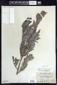 Salix myricoides image