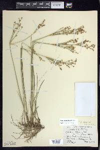 Juncus alpinoarticulatus image