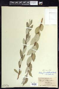 Salix myricoides image