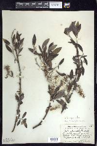 Salix myricoides image