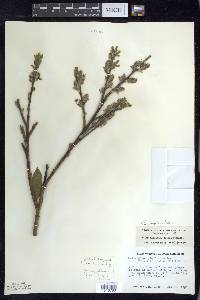 Salix myricoides image