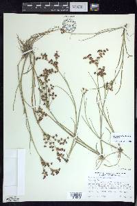 Juncus articulatus image