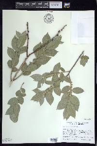 Salix cordata image