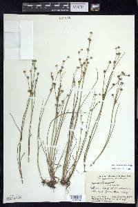 Juncus alpinoarticulatus image