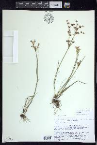 Juncus articulatus image