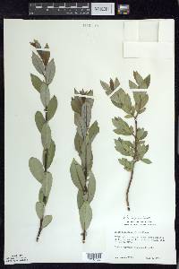 Salix myricoides image