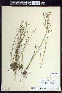 Juncus alpinoarticulatus image