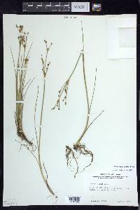 Juncus alpinoarticulatus image