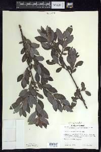 Salix myricoides image