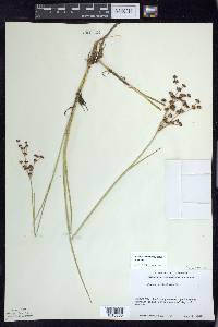 Juncus articulatus image