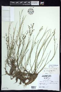 Juncus alpinoarticulatus image