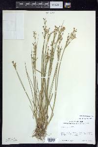 Juncus alpinoarticulatus image