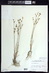 Juncus alpinoarticulatus image