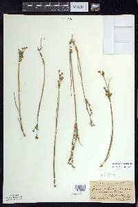 Juncus alpinoarticulatus image