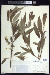 Salix euxina image