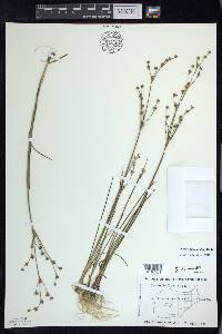 Juncus alpinoarticulatus image