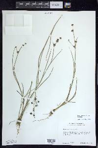 Juncus articulatus image