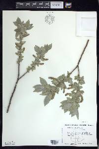 Salix cordata image