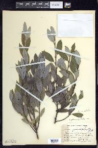 Salix myricoides image