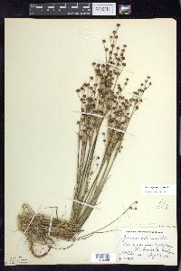 Juncus alpinoarticulatus image