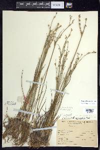 Juncus alpinoarticulatus image