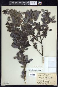 Salix myricoides image