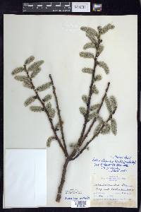 Salix discolor var. overi image