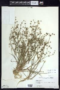 Juncus articulatus image