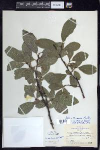 Salix discolor var. overi image