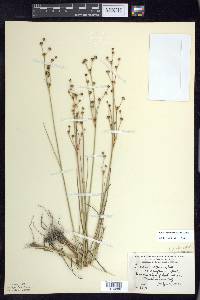 Juncus alpinoarticulatus image