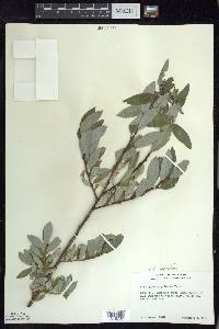 Salix myricoides image