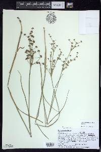 Juncus articulatus image