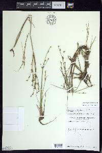 Juncus alpinoarticulatus image