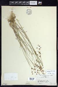 Juncus articulatus image